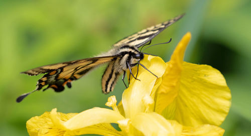 Close-up of butterfly pollinating on yellow flower