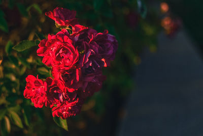 Close-up of red flowers blooming outdoors