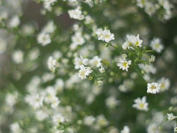 Close-up of flowers blooming outdoors