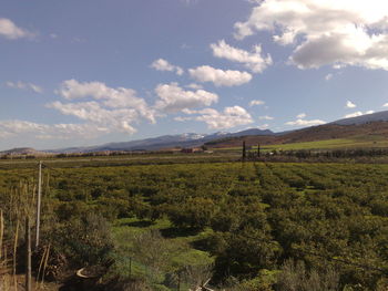 Scenic view of agricultural field against sky