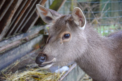 Close-up of an animal in zoo