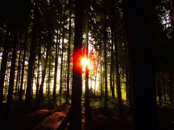 Sun shining through trees