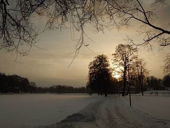 Bare trees on landscape at sunset