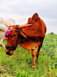 Close-up of a horse on field