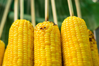 Close up of fresh sweet corns