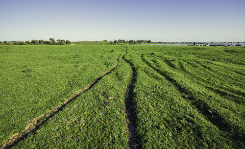 Scenic view of agricultural field against clear sky