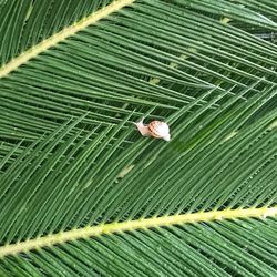 Full frame shot of palm leaves