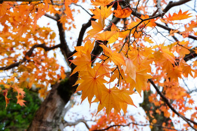 Low angle view of maple leaves on tree