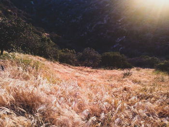 Plants growing on land