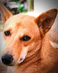 Close-up portrait of a dog