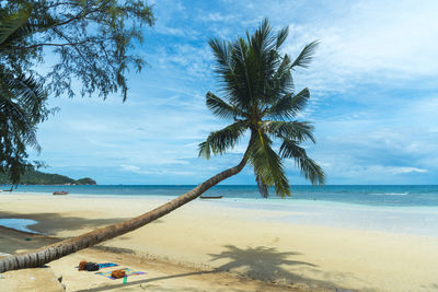 Palm trees on beach against sky