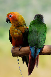 Close-up of bird perching on branch