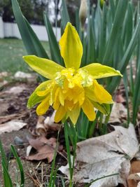 Close-up of yellow daffodil flowers on field