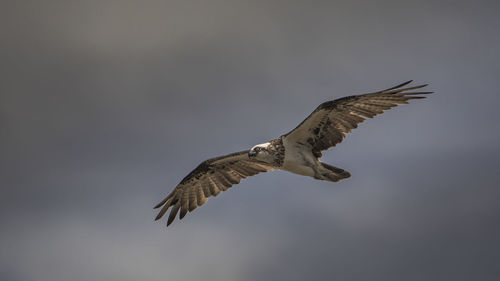 Low angle view of eagle flying in sky