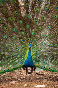 View of peacock on field