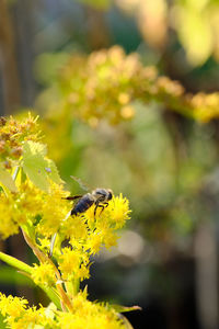 Close-up of bee pollinating on yellow flower