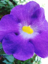 Close-up of purple flower