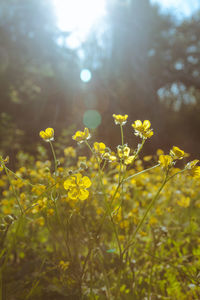 Close-up of yellow flowering plants on field