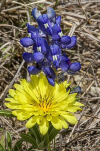 flowering plant