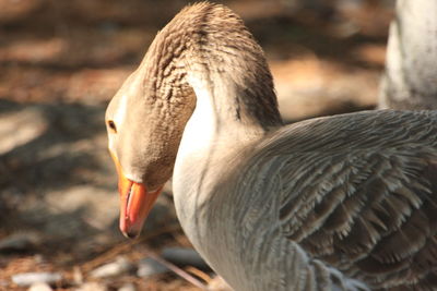 Close-up of swan