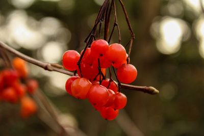 Close-up of red berries growing on tree