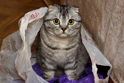 Cat in the package at home. curiosity cat