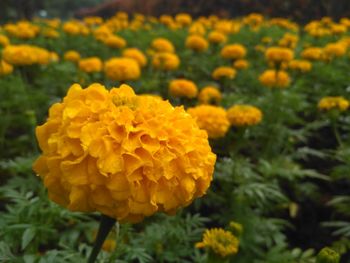 Close-up of yellow marigold flower