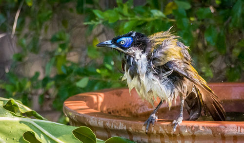 Close-up of wet bird perching outdoors