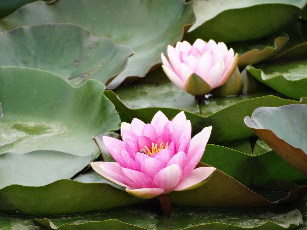 CLOSE-UP OF WATER LILY IN LAKE