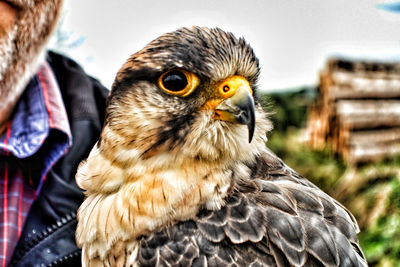 Close-up portrait of owl