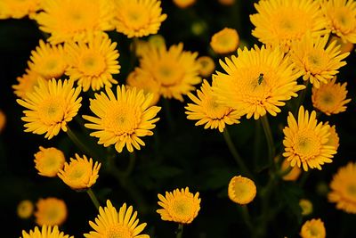 Close-up of yellow flowering plants