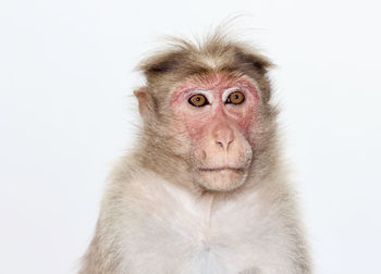 Close-up of portrait of face against white background