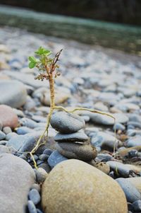 Close-up of plant by stacked stones 