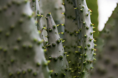 Close-up of succulent plant