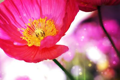 Close-up of pink flowering plant