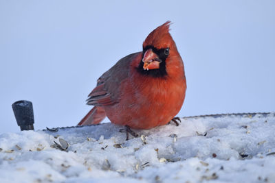 Close-up of cardinal perching on snow