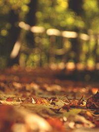 Close-up of fallen maple leaves in forest