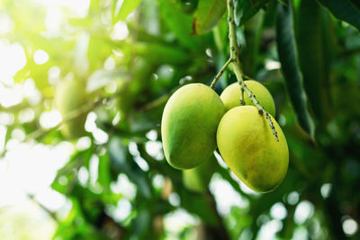 Close-up of fruits growing on tree