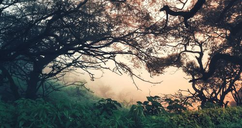 Silhouette trees in forest against sky