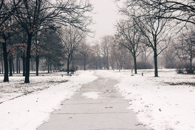 Bare trees on snow covered land