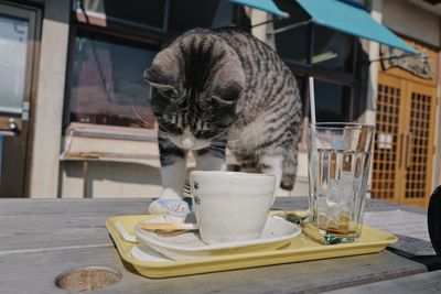 Cat drinking glass on table