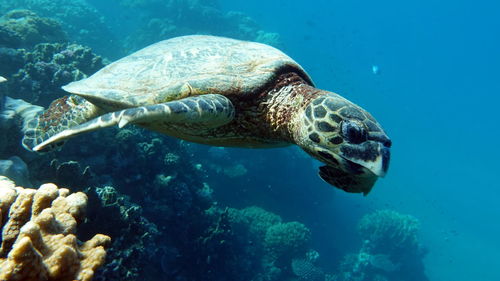 Hawksbill sea turtle  hawksbill turtle - eretmochelys imbricata.
