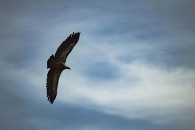 Low angle view of eagle flying against sky