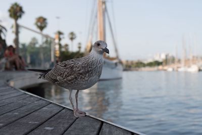 Close-up of bird perching on shore against sky