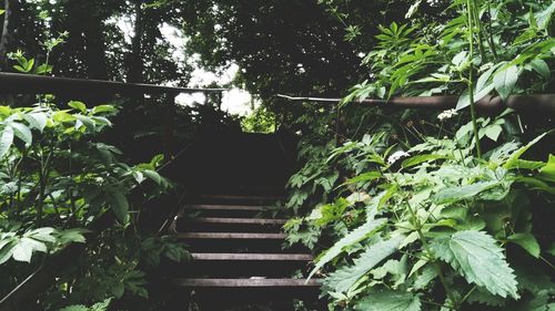 Stairs along trees and plants