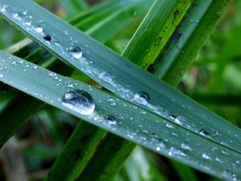 Close-up of raindrops on leaf