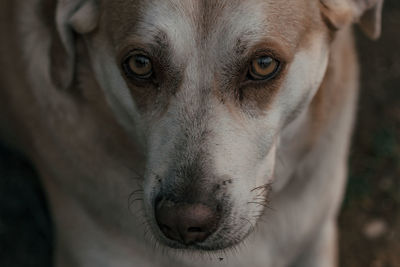 Close-up portrait of dog