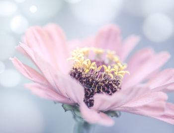 Close-up of pink flower