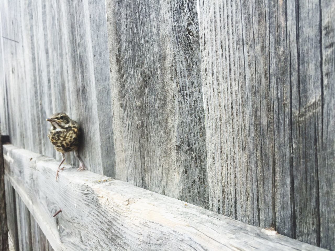 BabyRobin