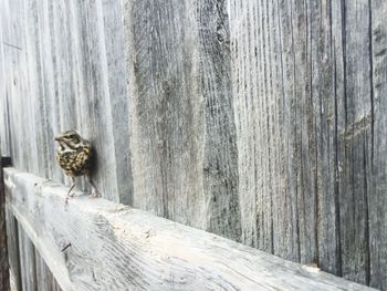 Horse on wood